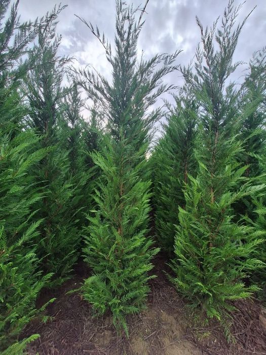 Leylandi cupressus, Livrare gratuita oriunde în Țară