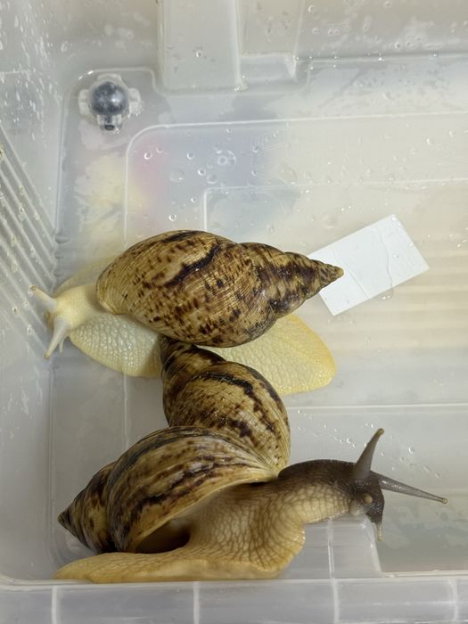 Продам больших улиток ахатин с контейнером