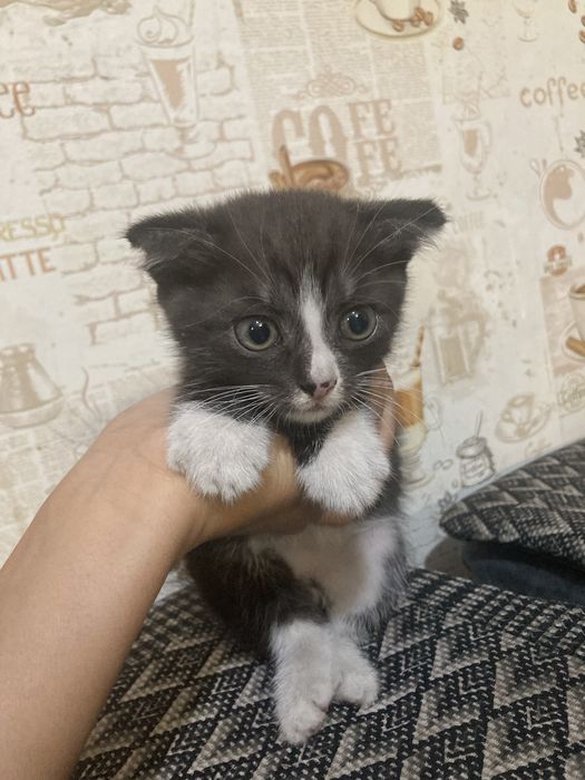 Вислоухие котята