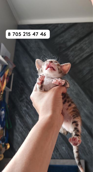 Котята сфинксы к брони