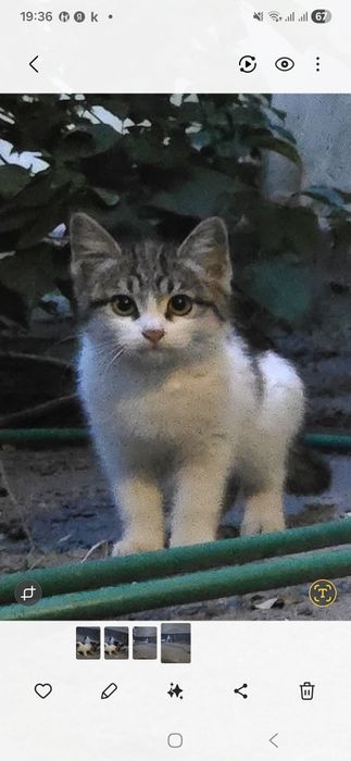 Котята ищут семью.
