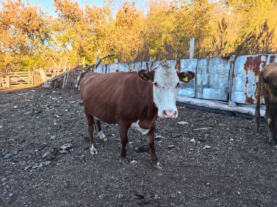 Продам крупно рогатый скот