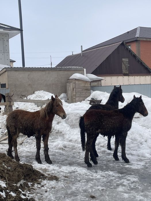 Семіз тай сатылады