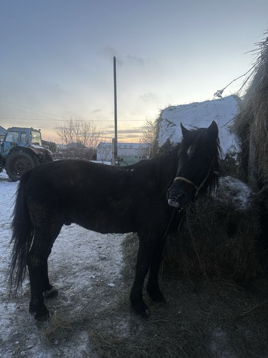 Продам жеребец (айғыр)