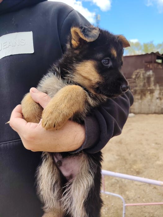 Продам  щенят немецкой овчарки.