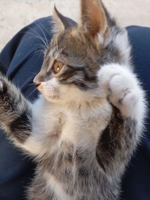 Кошка пол мальчик