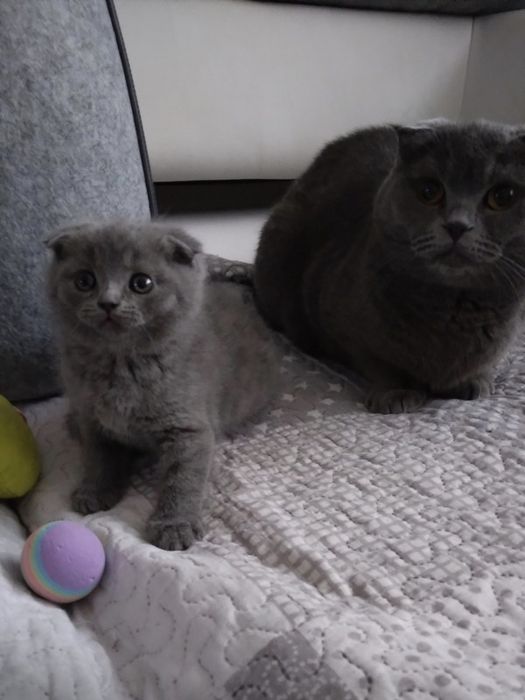 Шотландские Скоттиш Фолды