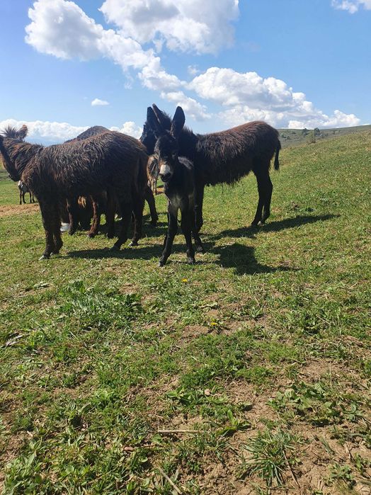 Lapte crud de magarita