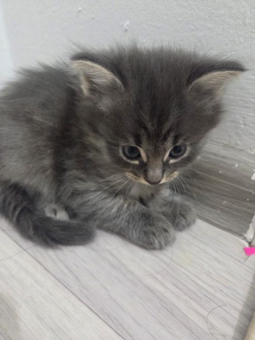 Кошка  котята в добрые руки