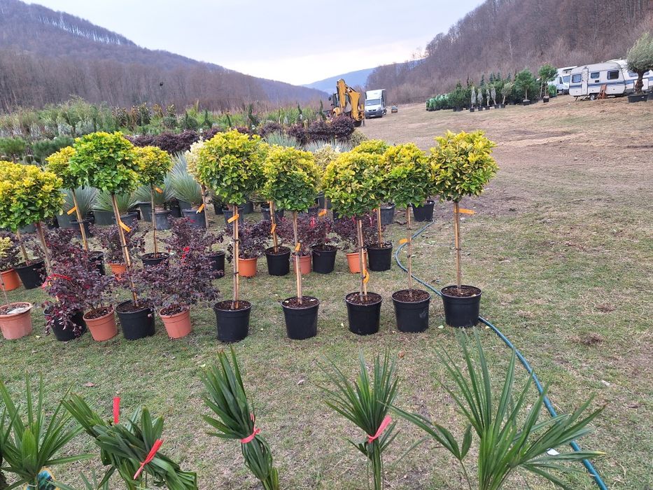 Vând plante ornamentale tuia spiral măslin palmieri mestecân tuia spir