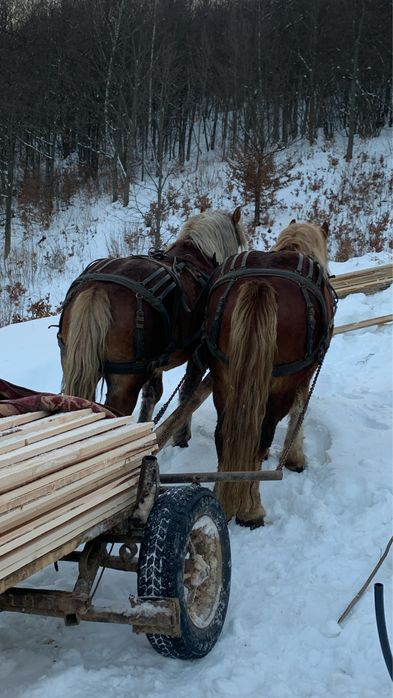 Vand armasarii fitero