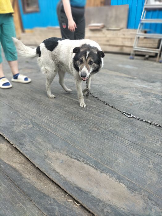 Сторожевая собака