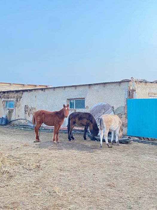 3 бас еркек жабағы сатылады