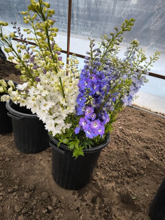 Дельфиниум двухлетка