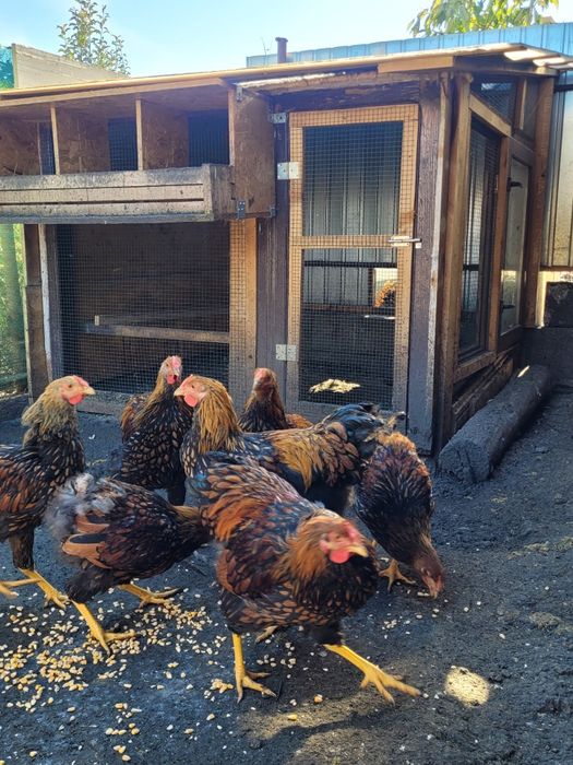 Vând cocoși wiandotte Gsg