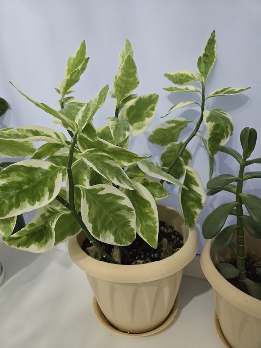 Комнатные растения