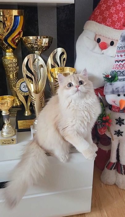 Fetita british longhair culoare rara - lilac golden
