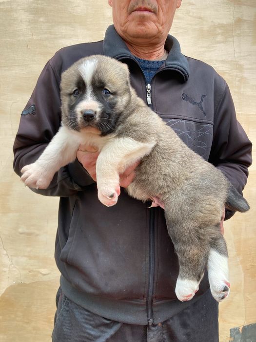 Щенок Туркменского Алабая ( чистокровный )