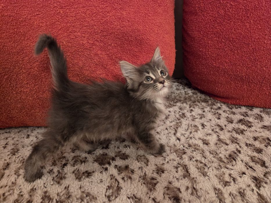 Котёнок бесплатно.