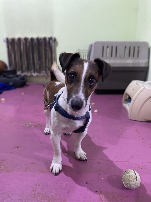 Вязка Джек Рассел