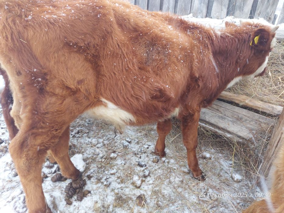 продам бычка 8 мес