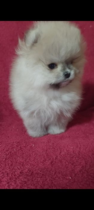 Супппер кукольный мальчик