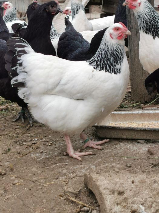 Pui găină, rasa australorp si sussex