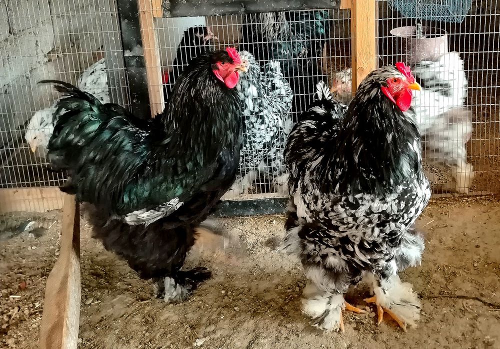 Брама хурозлари 350минг