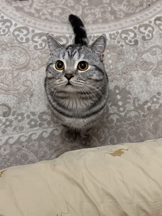 Котенок шотландец