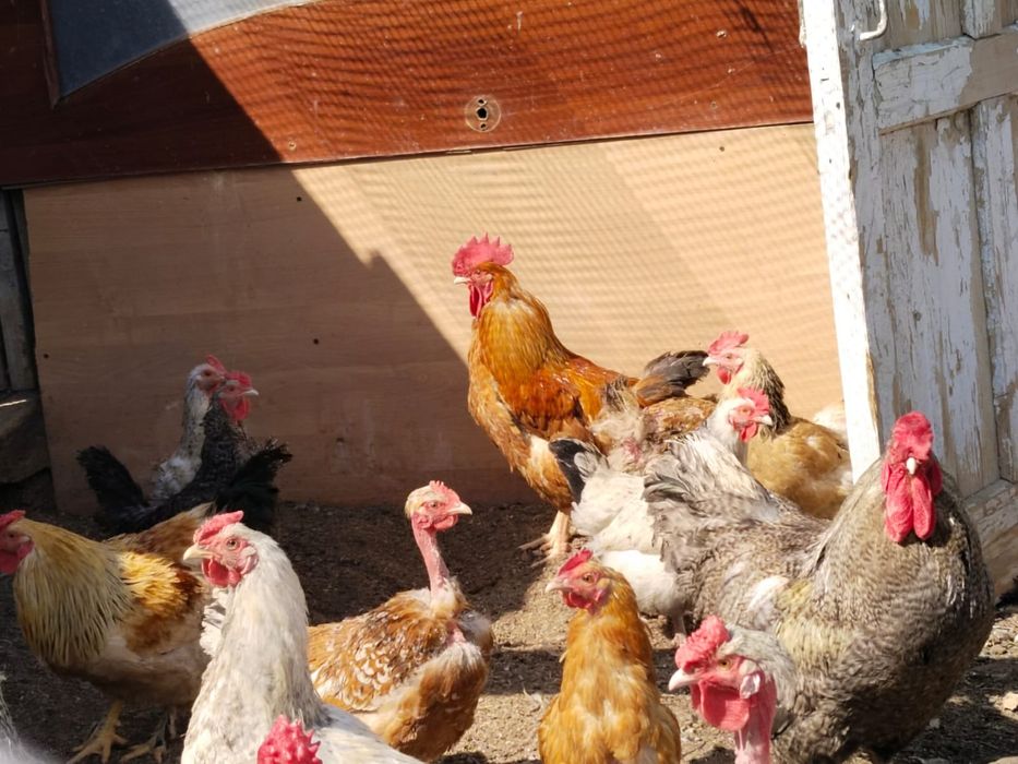 Продам яйца для инкубации