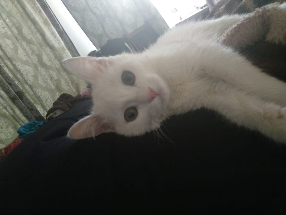 кошка белый 6 месяц