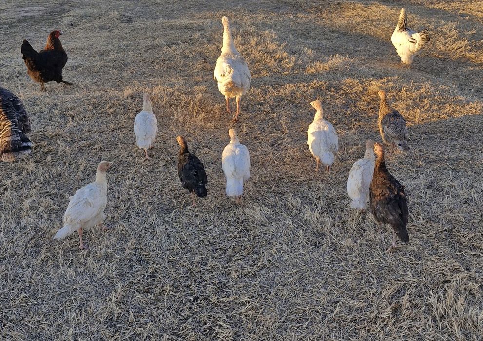 Kurka jujalari sotiladi 3 oylik