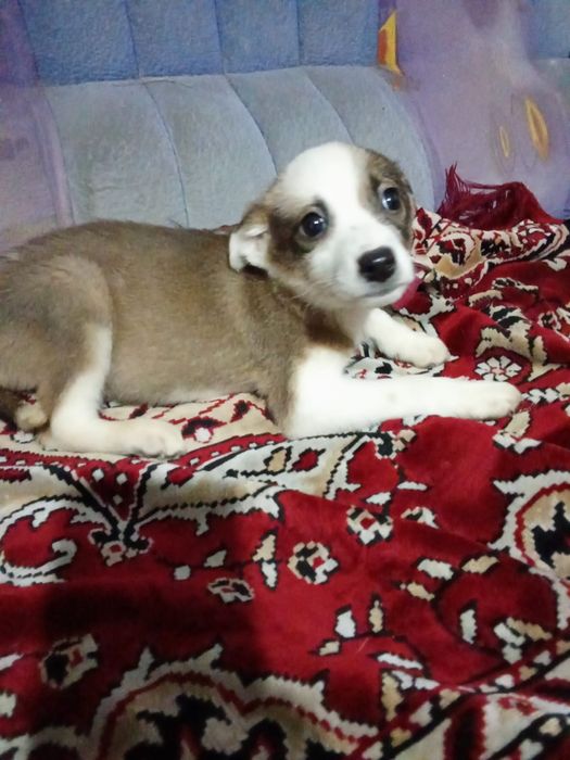 Отдам щенят даром