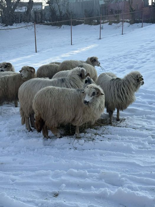 Disponibile oi de tinut