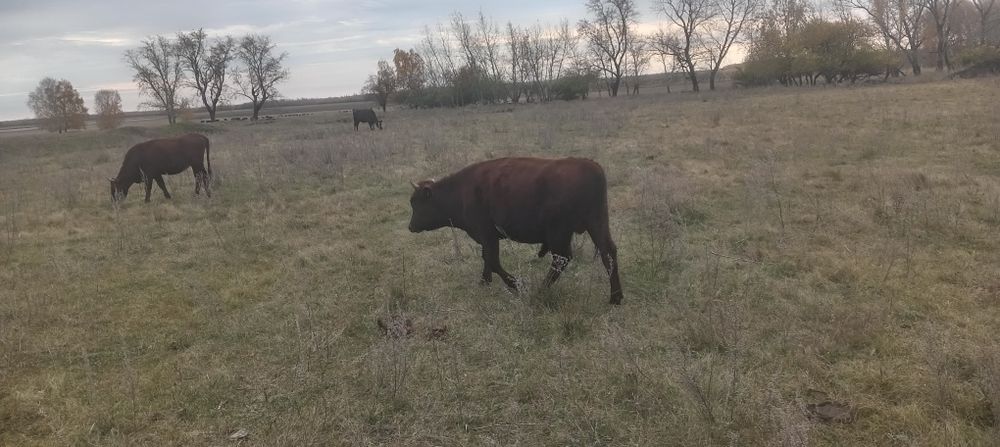 Срочно продам молодняк и корову