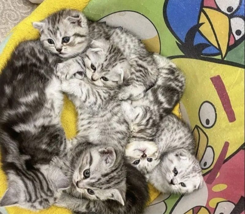 Замечательные Ребяточки