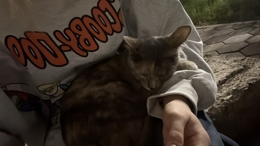 Срочно! Нашли котенка!!