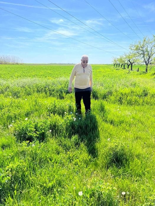 Vând  baloți de lucernă