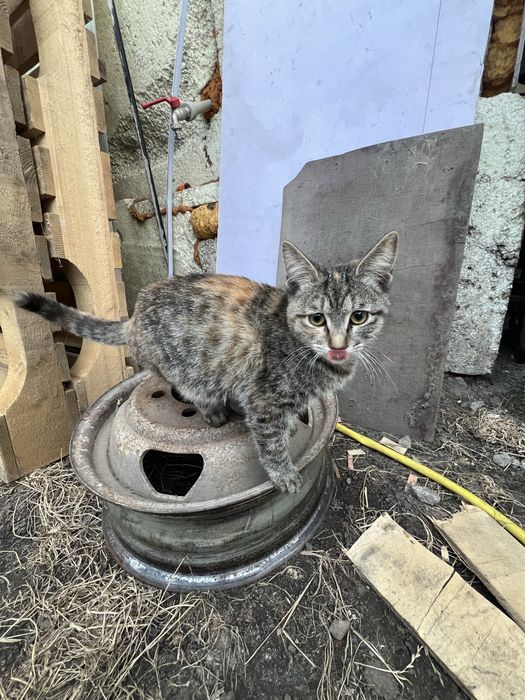 Отдам котенка маленький