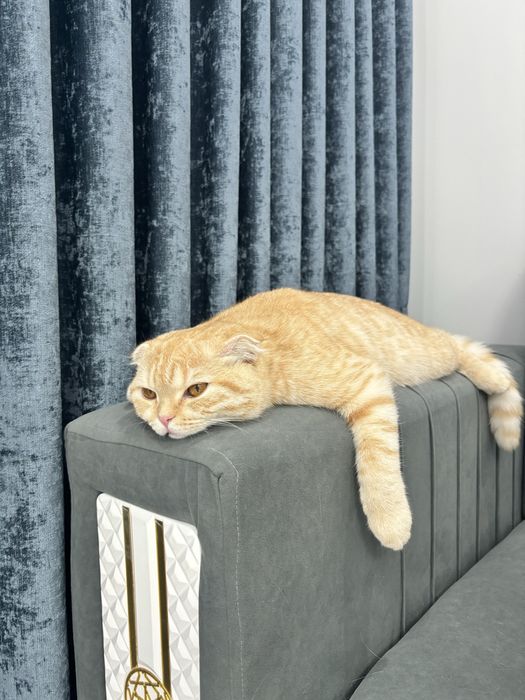 Кошка шотландская