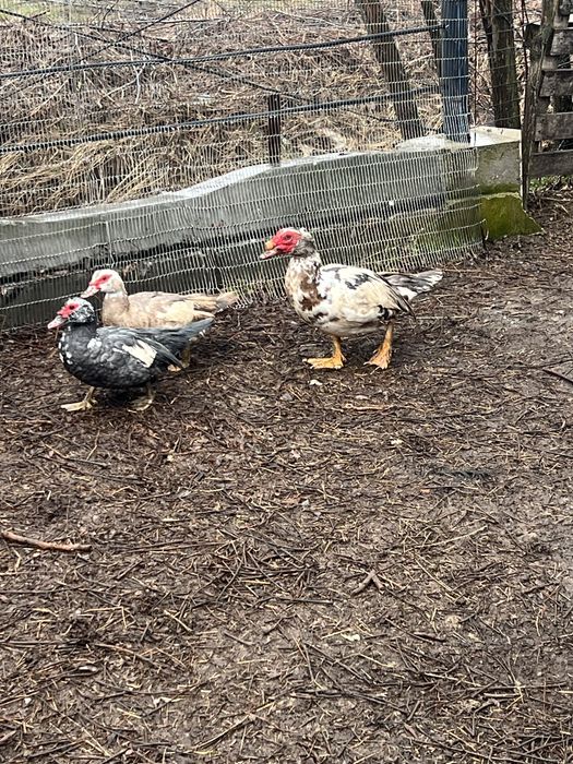 De vanzare rațe leșești