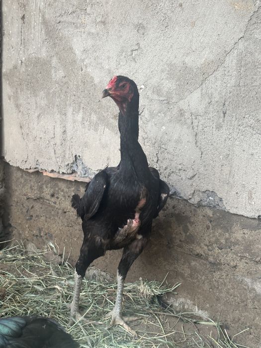 Продам дакан семейка