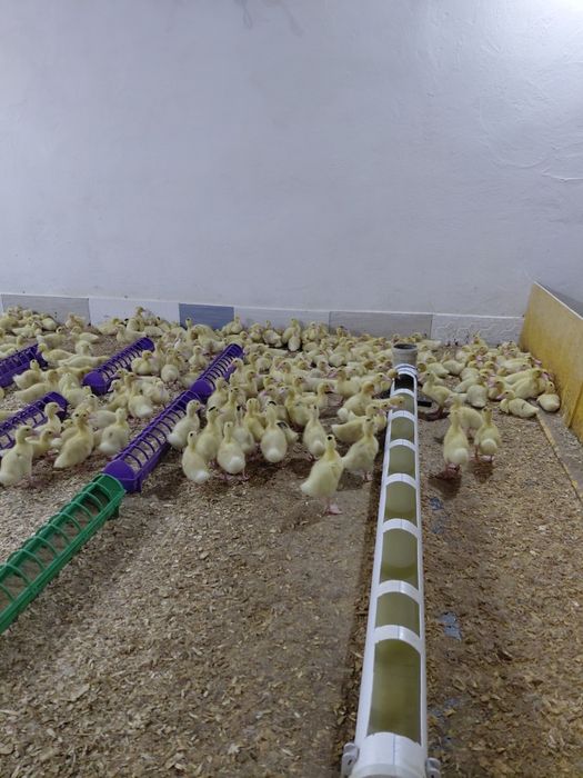 Утки подрошые агидель