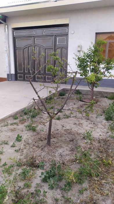 Янги ховли сотилади