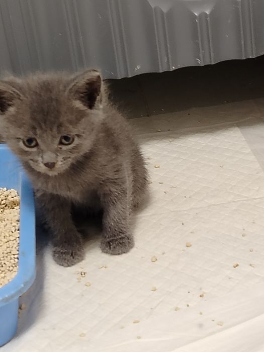 Котята в добрые руки.