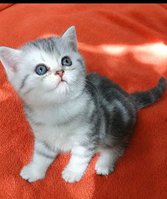 Шотландская чистокровная девочка