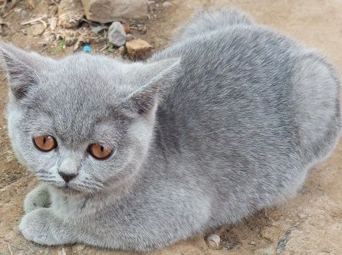 Кичкинтой сотилади