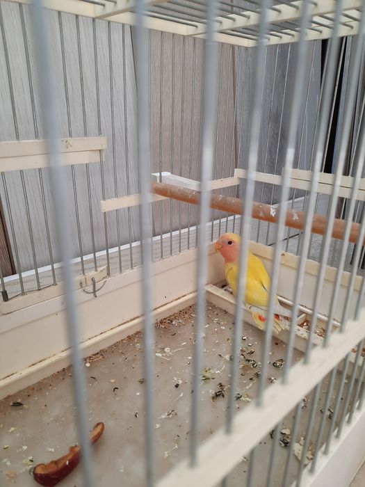 Неразлучкa nerazlushka