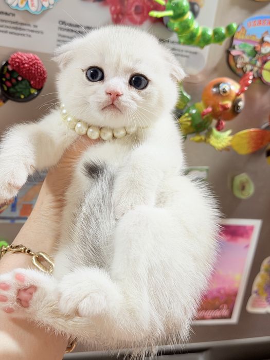 Котята от правильной вязки