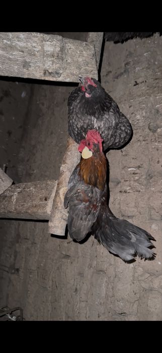 Продам карликовых кур пару